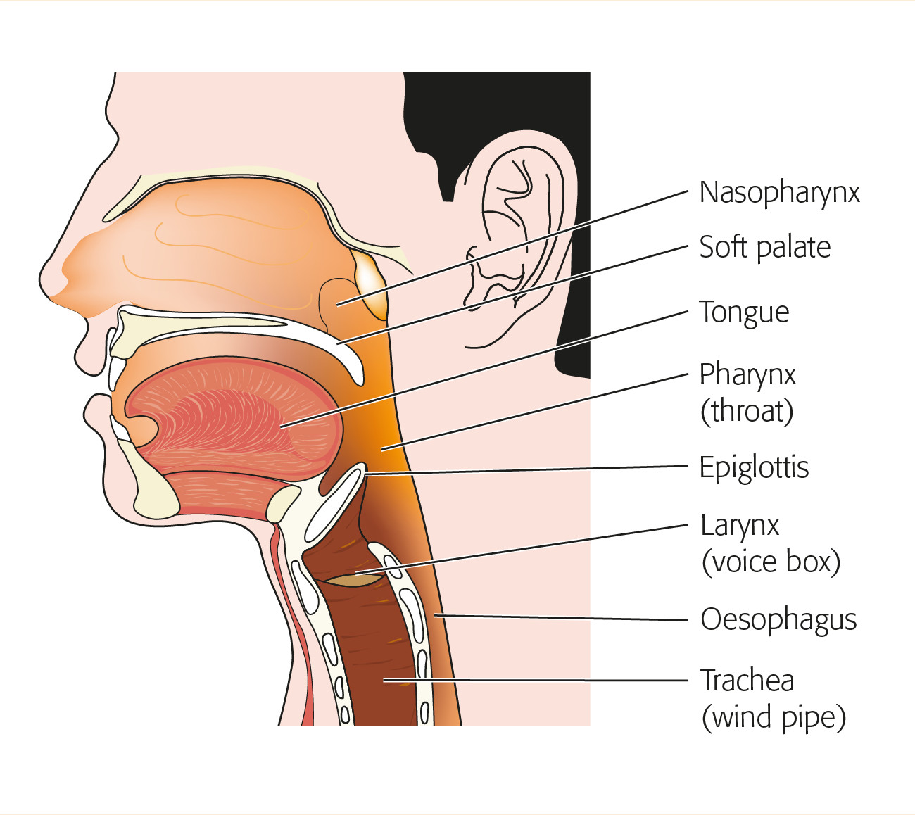 nose-and-throat